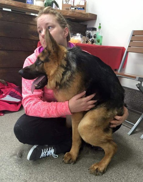 Пёс Квазимодо овчарка