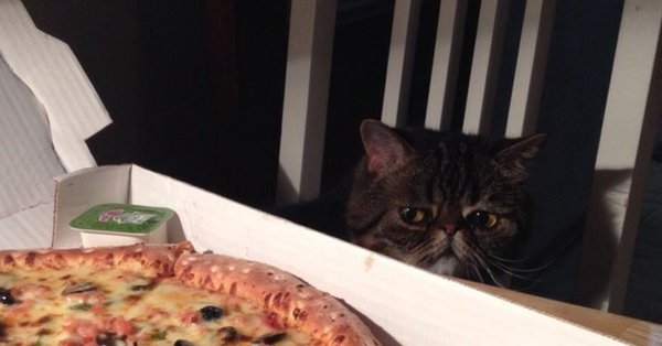 Котик с пиццей