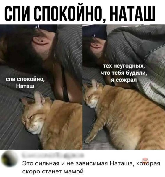 Наташа и коты