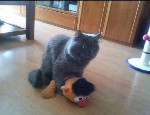 Кота застали врасплох