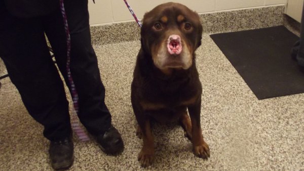 Ротвейлер купированные уши