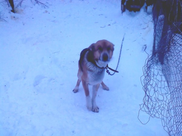 Мемы про охотничьих собак