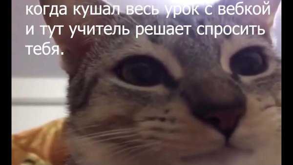 Кот в Вебкамере