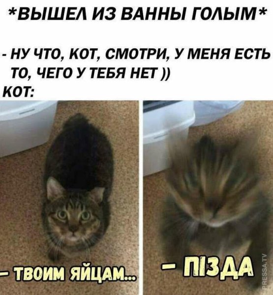 Смешные мемы с котами и надписями