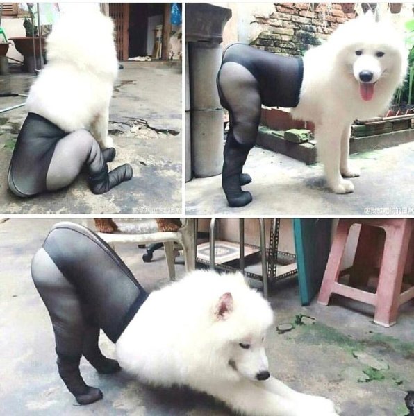 Карликовый самоед