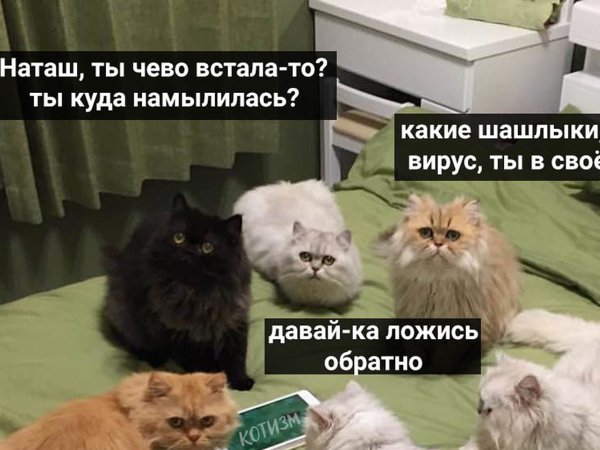 Мемы с котами и Наташей