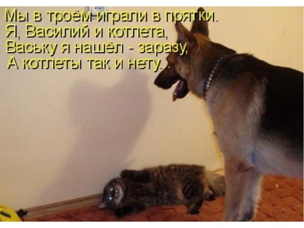 Прикольные фото животных с подписью