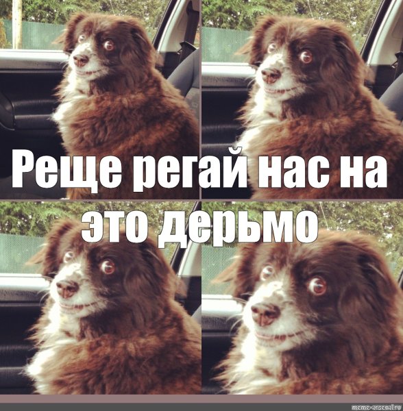 Заводи это собака Мем