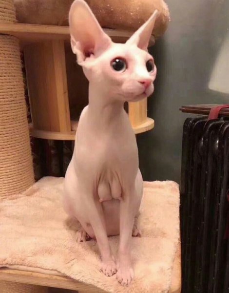 Лысая кошка сфинкс