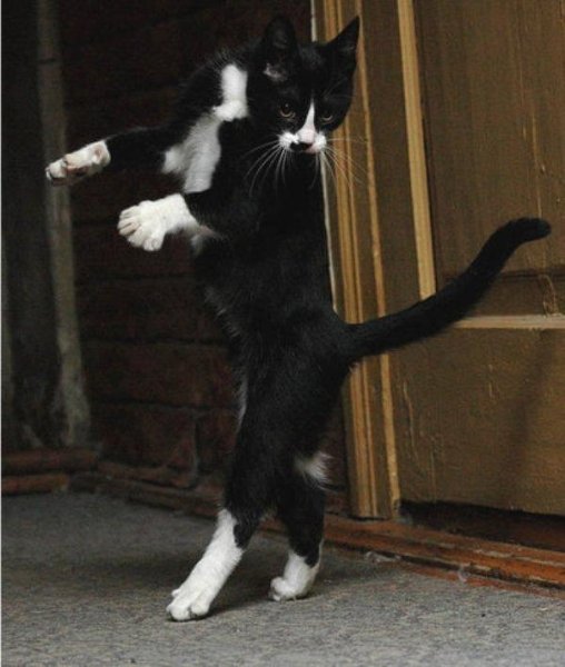 Танец кота
