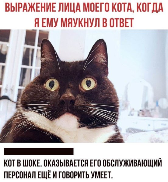 Смешной кот удивляется