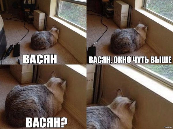 Мемы с котом