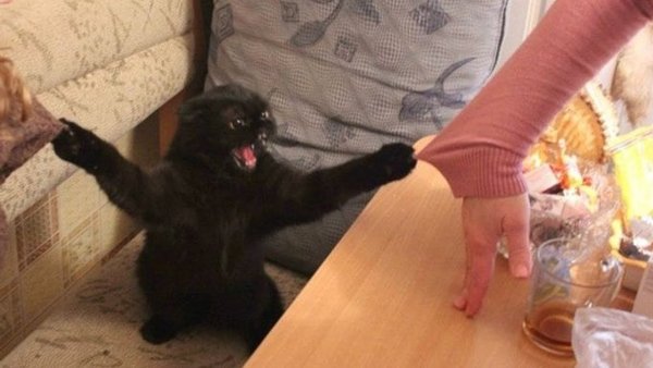 Кот зацепился когтями