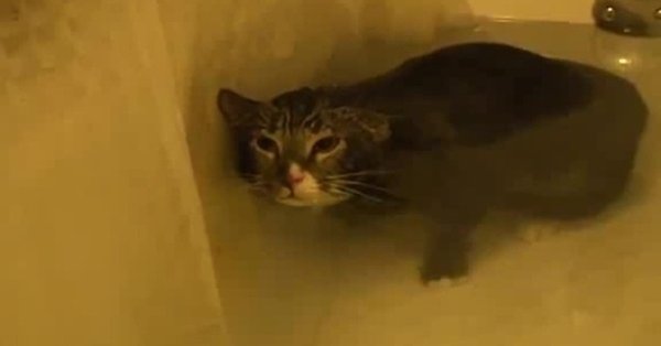 Кот в ванне Мем