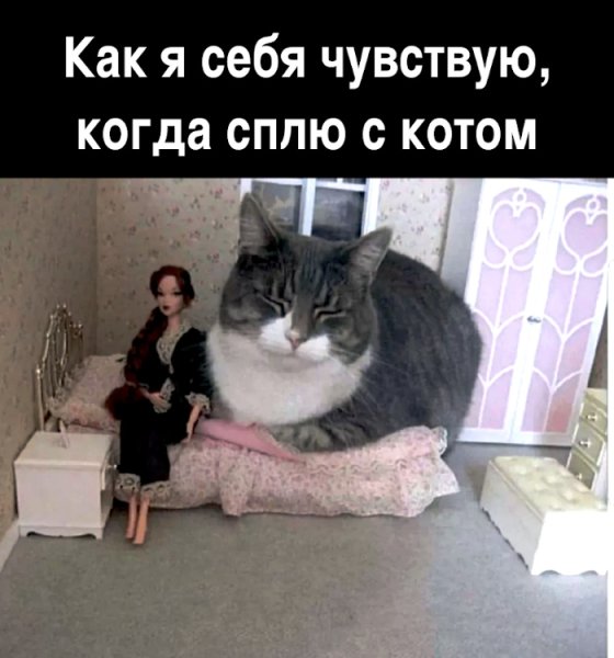 Мемы с котами