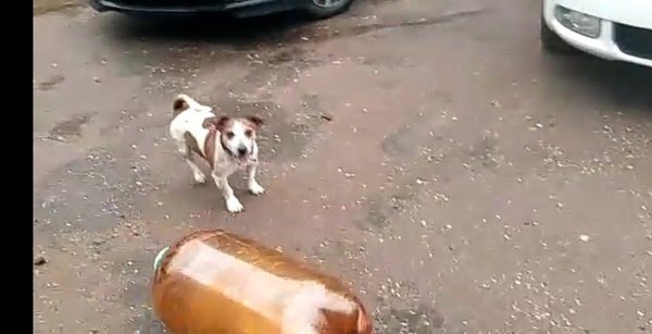 Джек Рассел с кегой пивной