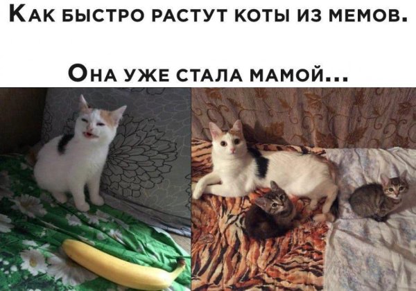 Мемы с котом приемлемо