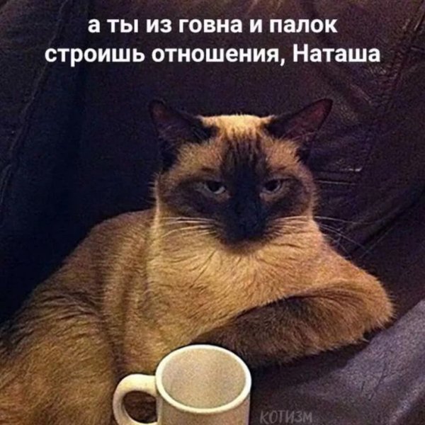 Коты философы
