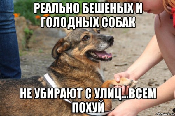 Мем про приручение собаки