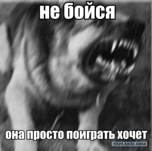 Он просто хочет поиграть