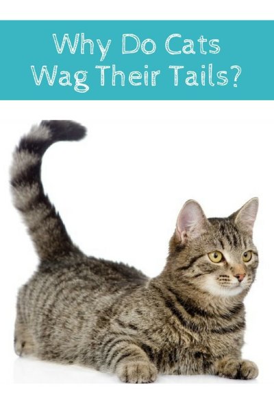 Кот хвост пистолетом