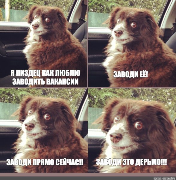 Заводи уже Мем собака