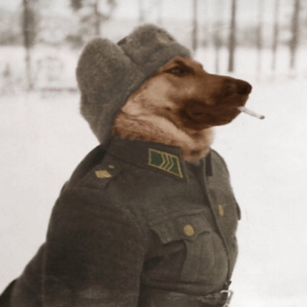 Собака в военной форме