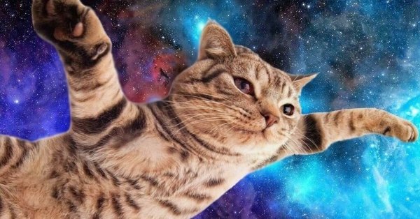 Коты в космосе