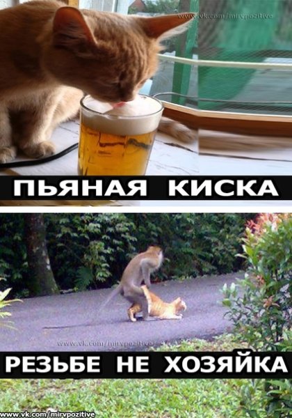 Выпила пивчанского береги попчанского