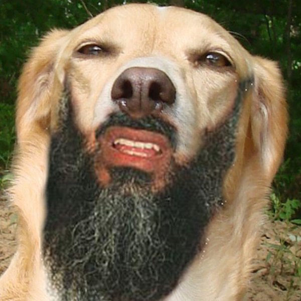 Собака с бородой