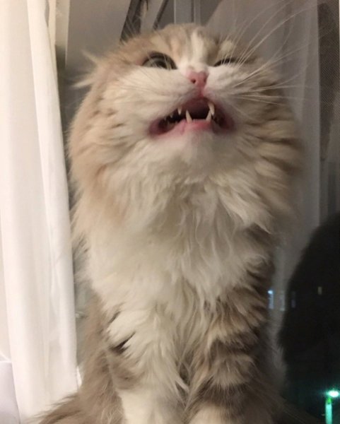 Орущий кот Мем