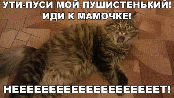 Мемы про котов без мата