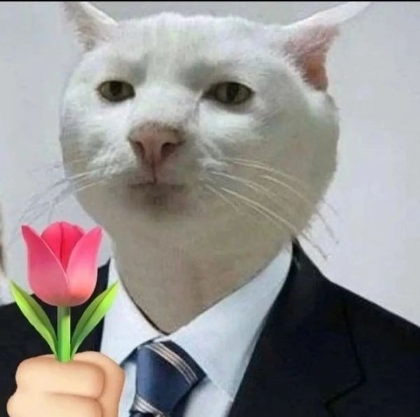 Плачущий кот