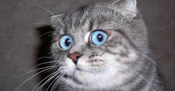 Я В шоке кот