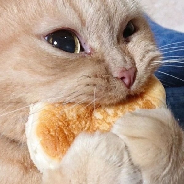 Милые котята булочки