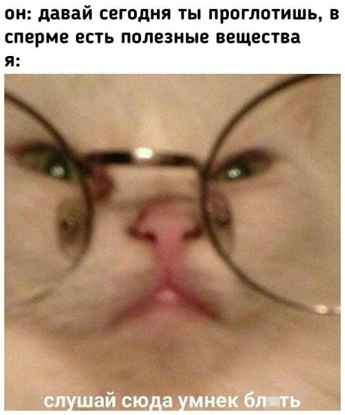 Кот фотографирует себя