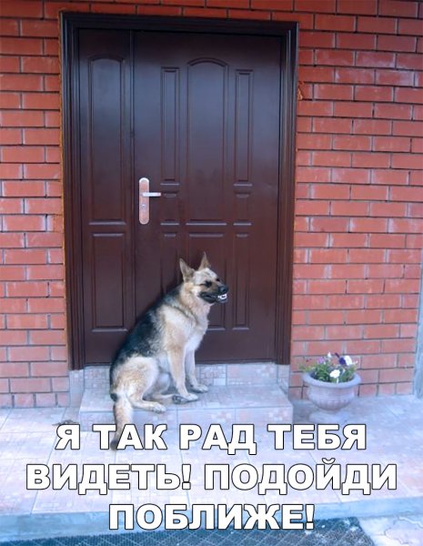 Смешные собаки с надписями