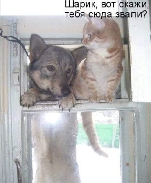 Приколы про животных с надписями