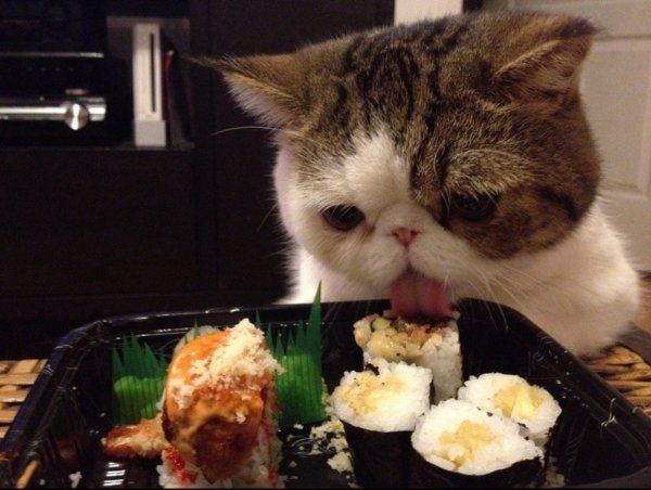Котик суши