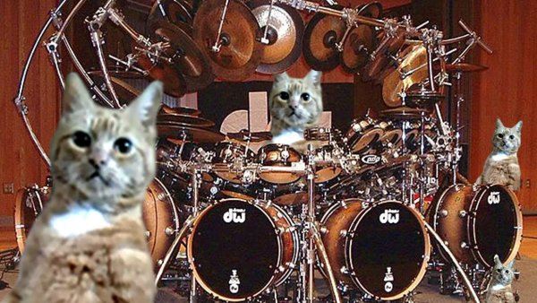 Кот играет на барабанах