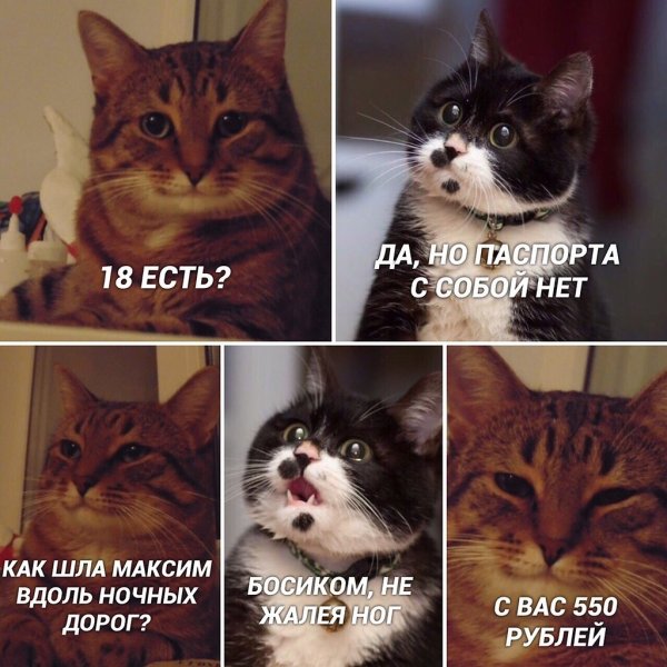 Популярные мемы с котами