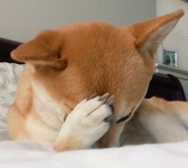 Собака отвернулась