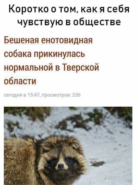 Енотовидная собака