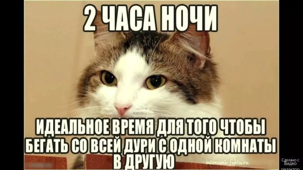 Мемы про котов