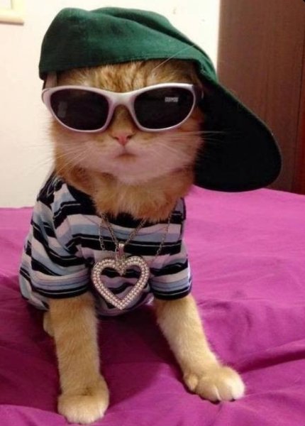 Крутые коты