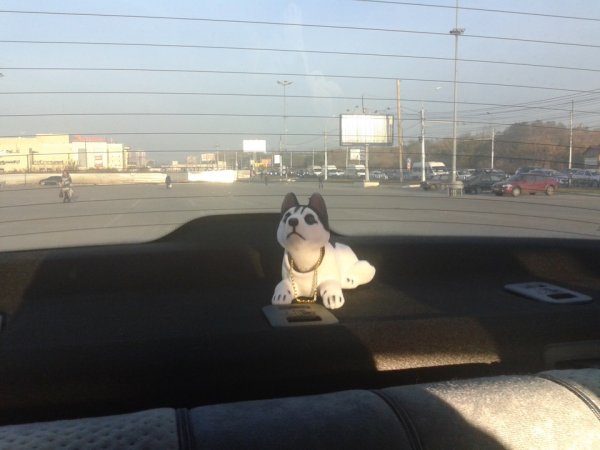 Мопс в машину с качающейся головой