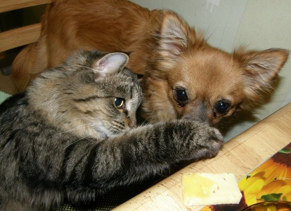 Смешные котики с надписями