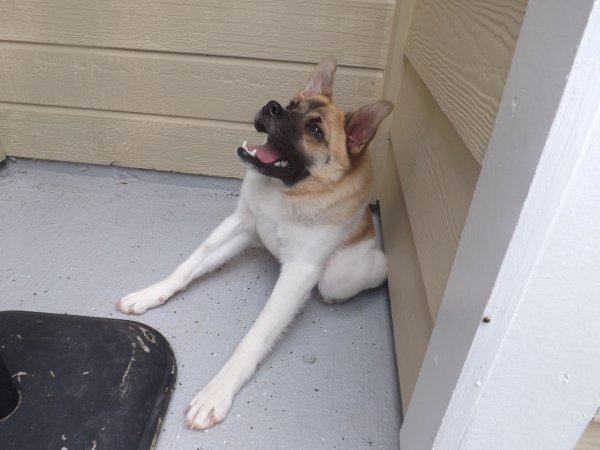 Собака без шеи