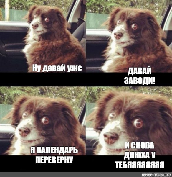 Заводи это собака