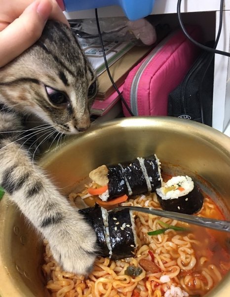 Котик с едой